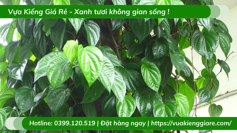 ưu điểm trồng cây dây leo