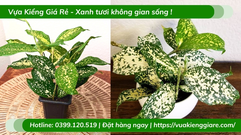 Cây trúc đốm để bàn