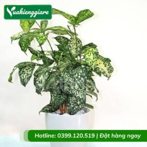 Cây trúc đốm để bàn