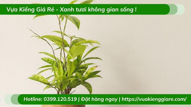 Cây trúc nhật để bàn