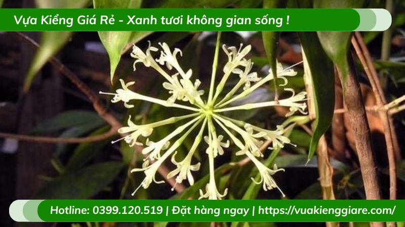 Cây trúc nhật để bàn