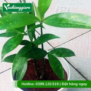 Cây trúc nhật để bàn