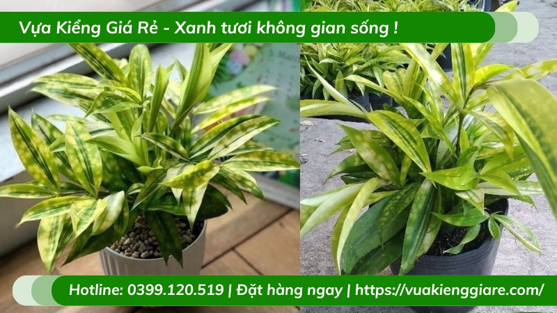 Cây trúc nhật để bàn