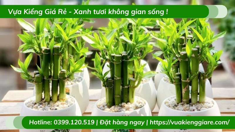 Cây trúc phú quý để bàn