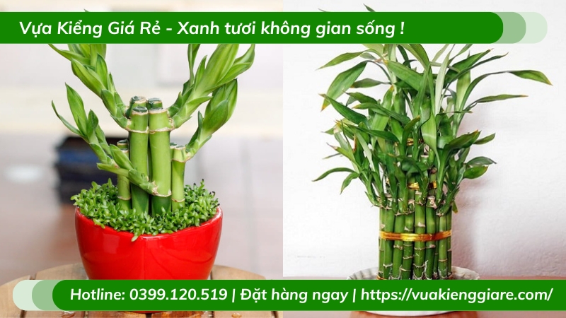 Cây trúc phú quý để bàn