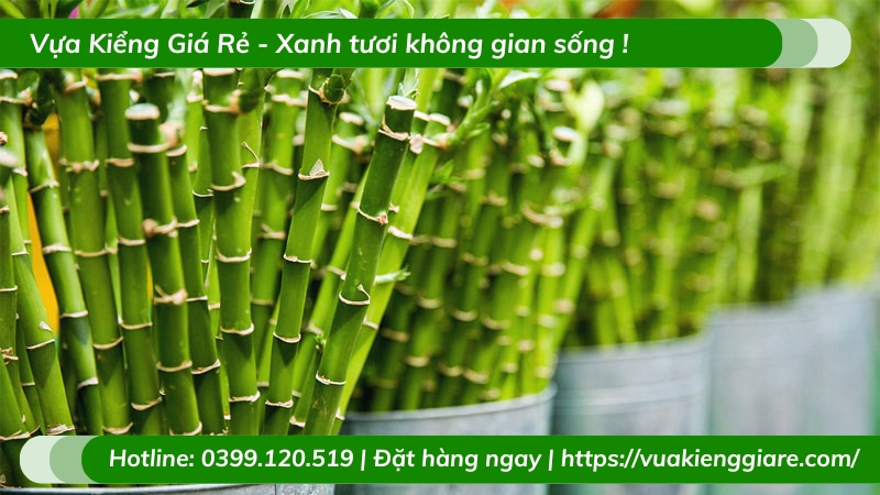 Cây trúc phú quý để bàn