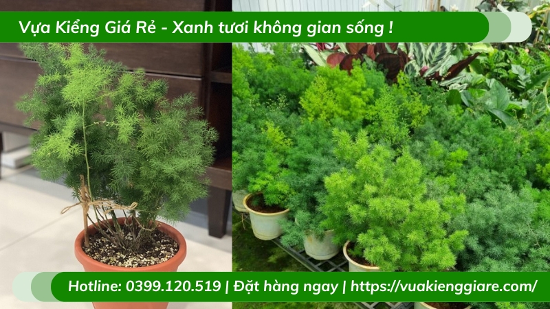 Cây tùng nho trồng chậu để bàn