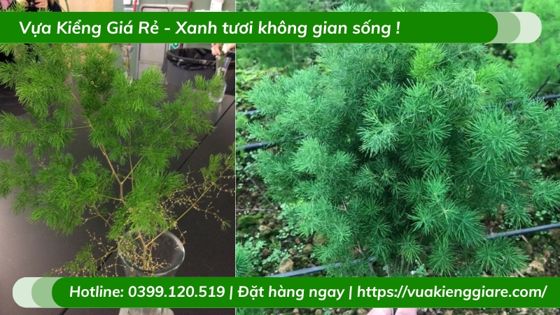 Cây tùng nho trồng chậu để bàn