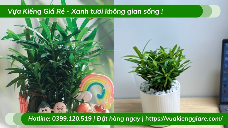 Cây tùng vạn niên chậu để bàn