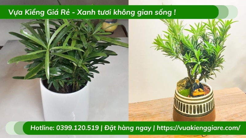 Cây tùng vạn niên chậu để bàn