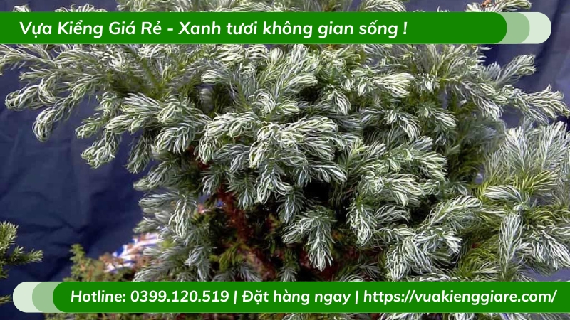 Cây tuyết tùng để bàn