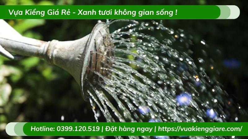 Cây tuyết tùng để bàn
