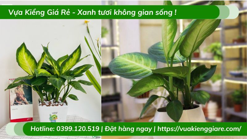 Cây vạn niên thanh chậu nhỏ để bàn