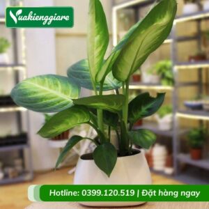 Cây vạn niên thanh chậu nhỏ để bàn