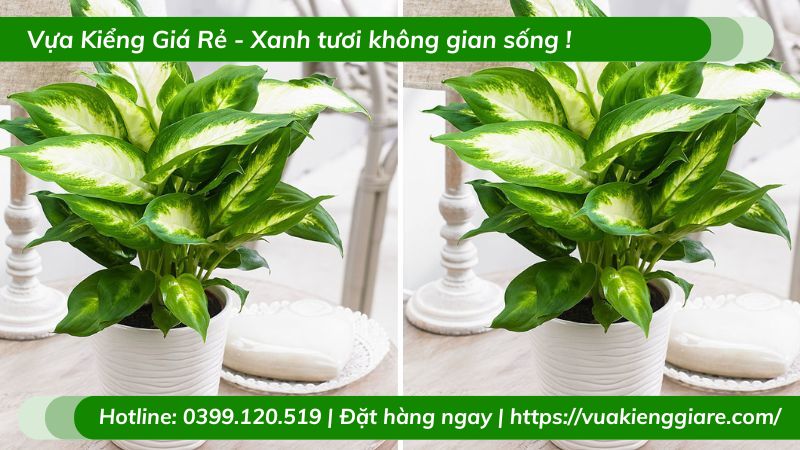 Cây vạn niên thanh chậu nhỏ để bàn