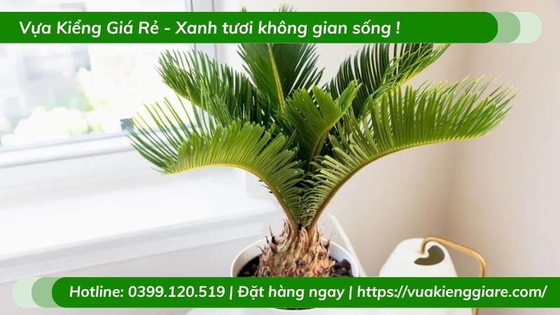 Cây vạn tuế trồng chậu nhỏ để bàn