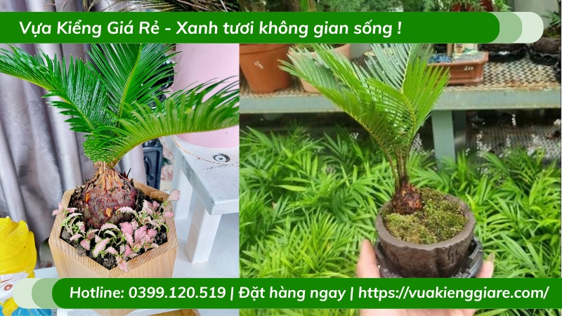 Cây vạn tuế trồng chậu nhỏ để bàn