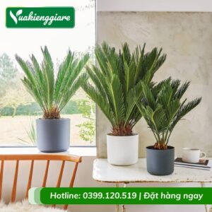 Cây vạn tuế trồng chậu nhỏ để bàn