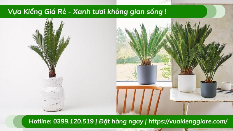 Cây vạn tuế trồng chậu nhỏ để bàn