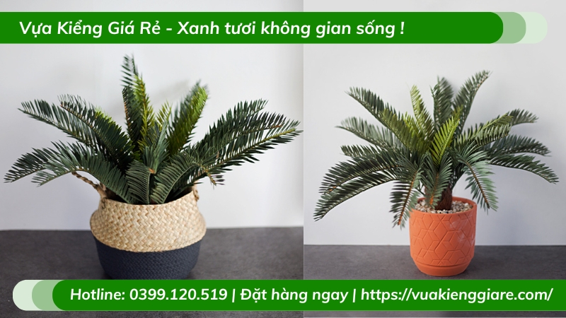 Cây vạn tuế trồng chậu nhỏ để bàn