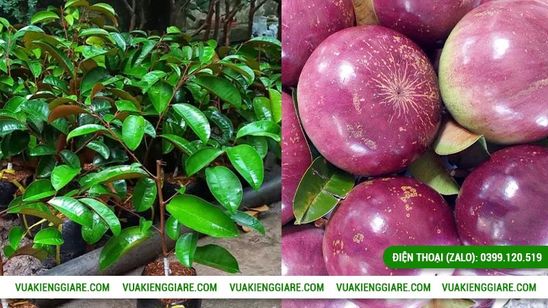 Đặc điểm cây vú sữa mica