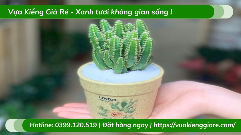 Cây xương rồng trồng chậu để bàn