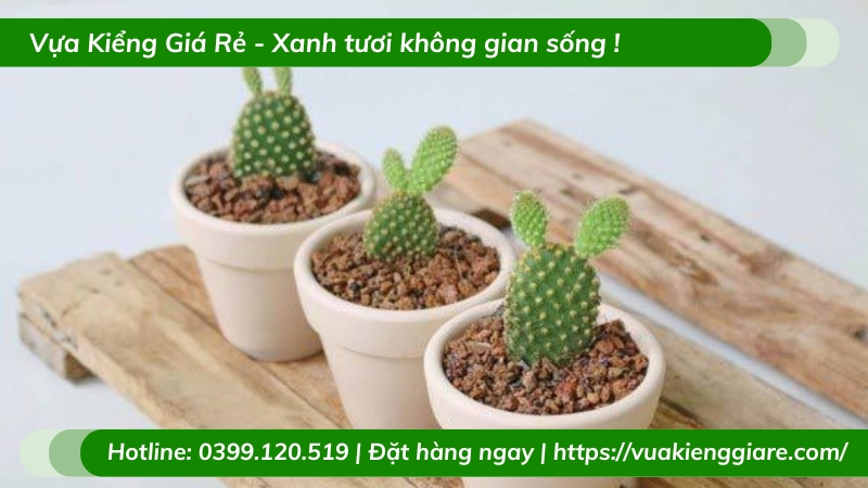Cây xương rồng trồng chậu để bàn