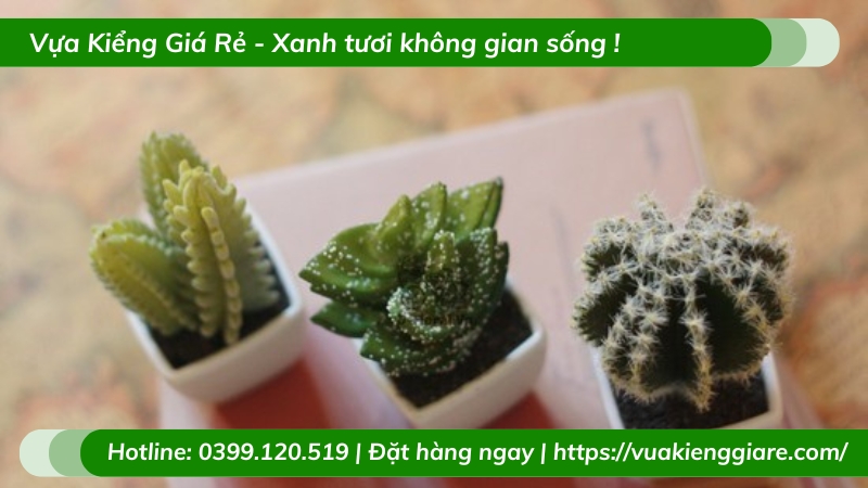 Cây xương rồng trồng chậu để bàn