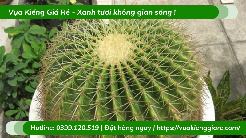 Cây xương rồng trồng chậu để bàn