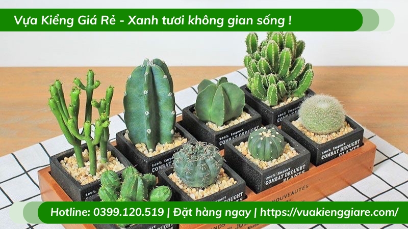 Cây xương rồng trồng chậu để bàn