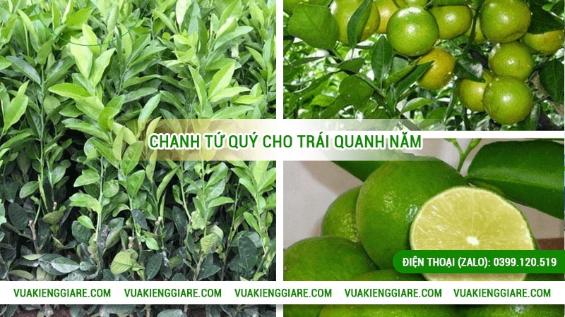 Chanh tứ quý trồng bao lâu mới có trái?