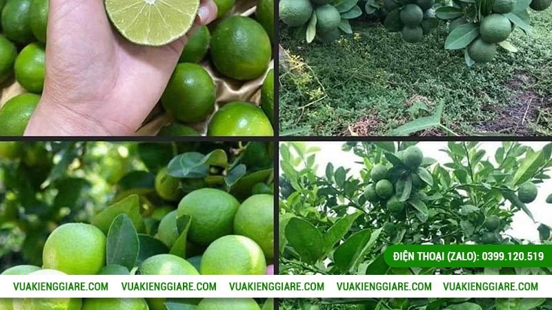 Chanh tứ quý là gì?