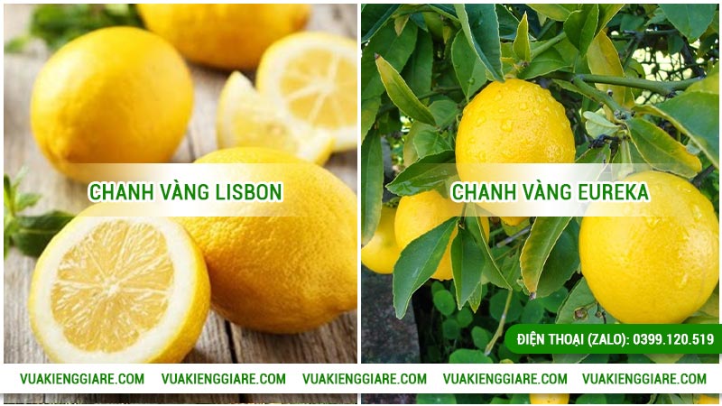 Cây chanh vàng Mỹ có mấy loại?