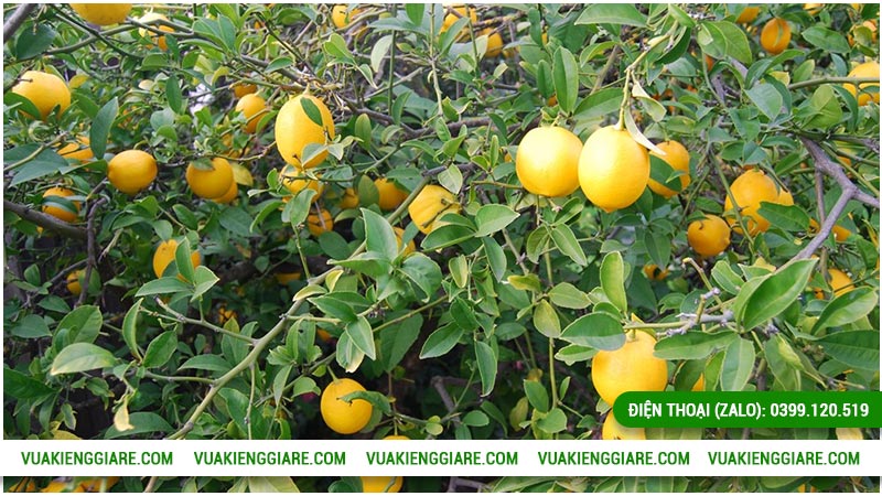 Cây chanh vàng Mỹ trồng bao lâu có trái?