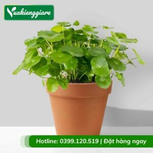 Cỏ đồng tiền chậu để bàn