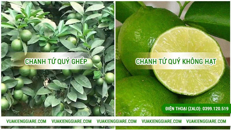 Cây chanh tứ quý có mấy loại?