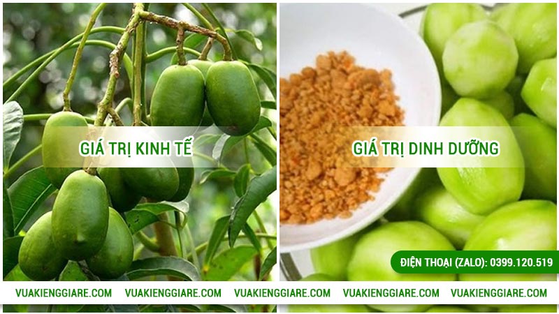 Công dụng của cây cóc Thái thân và gốc lớn