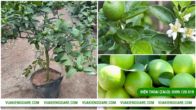 Đặc điểm của cây chanh tứ quý