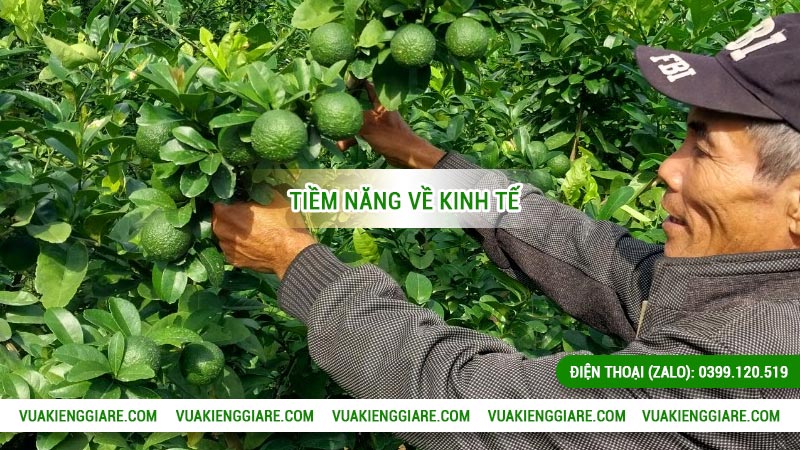 công dụng của cây chanh tứ quý