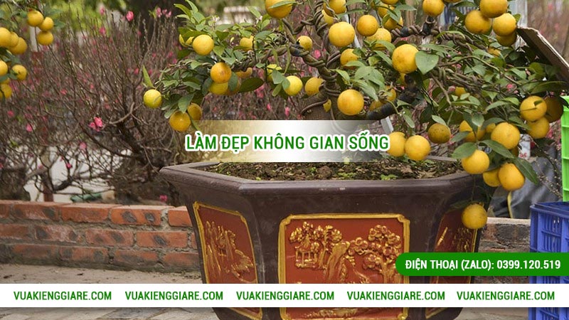 công dụng của cây chanh tứ quý