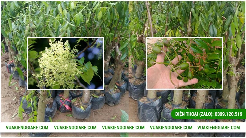 Đặc điểm và thông tin của cây cóc Thái thân góc lớn