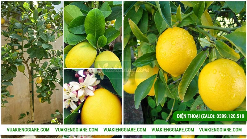 Đặc điểm của cây chanh vàng mỹ