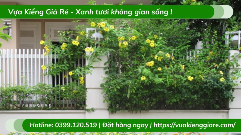 Dây leo huỳnh đệ