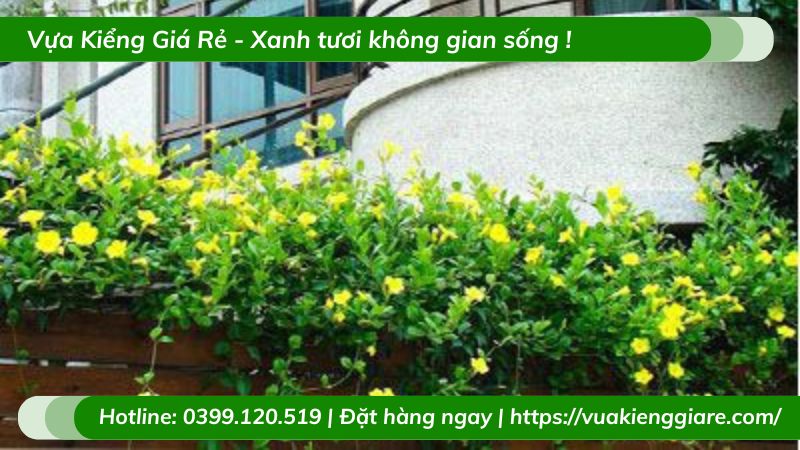 Dây leo huỳnh đệ