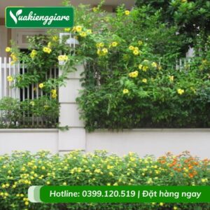 Dây leo huỳnh đệ