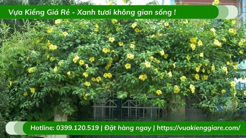 Dây leo huỳnh đệ