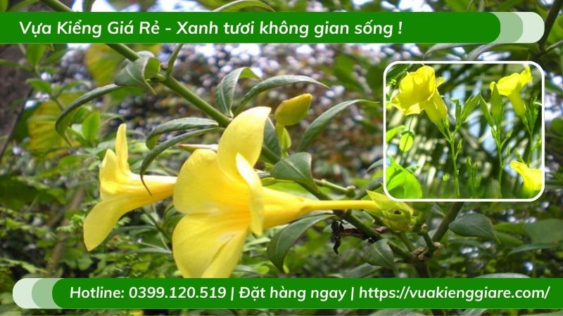 Dây leo huỳnh đệ