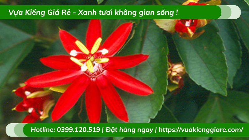 Dây leo sao biển hoa đỏ