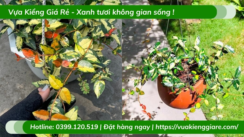 Dây leo thằn lằn ngũ sắc