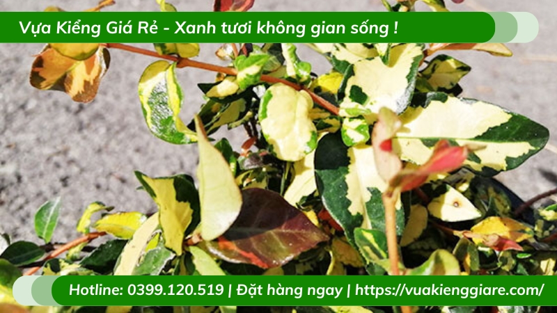 Dây leo thằn lằn ngũ sắc